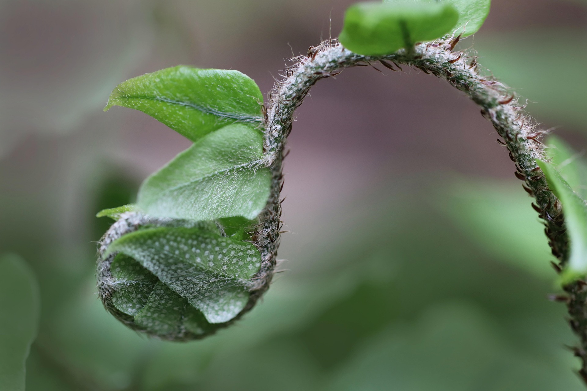 nennieinszweidrei-harts-tongue-fern-5006545_1920
